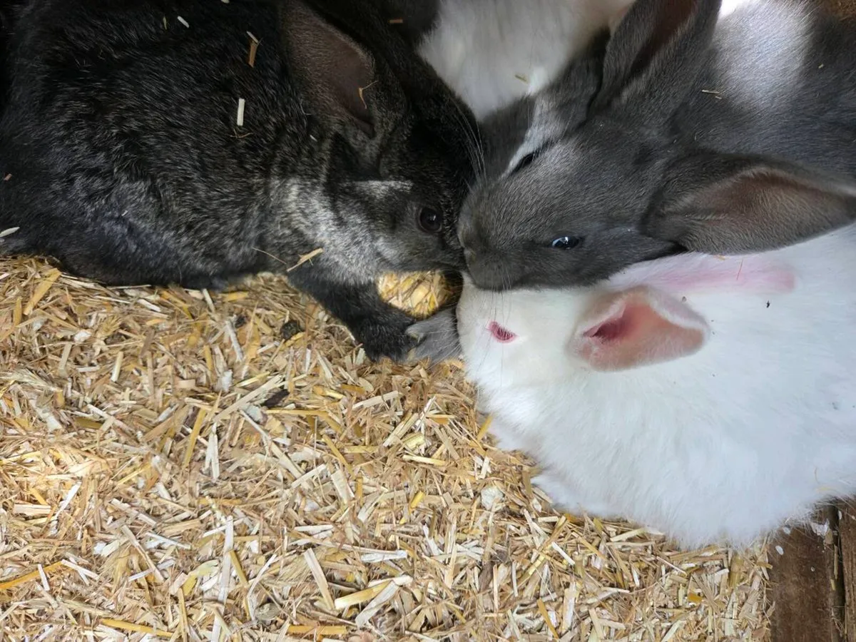 Bunnies/Rabbits - Image 2