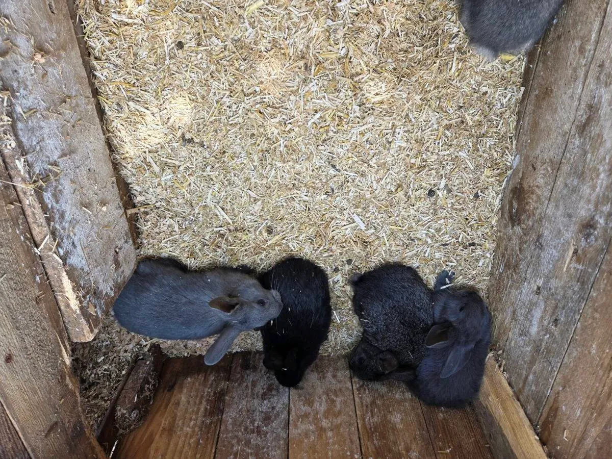 Bunnies/Rabbits - Image 3