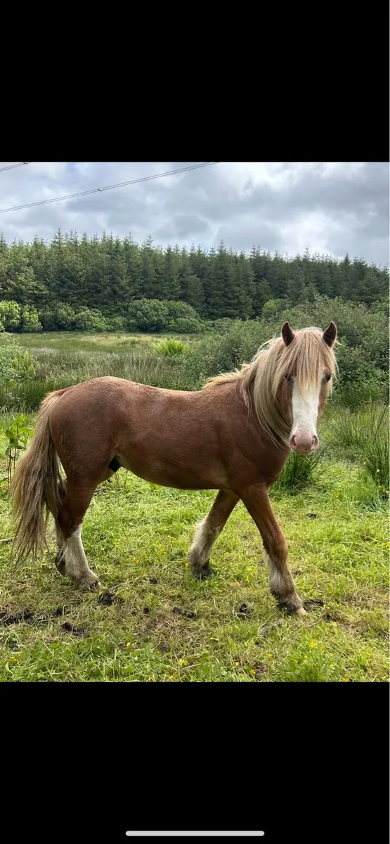 2 year old colt - Image 1