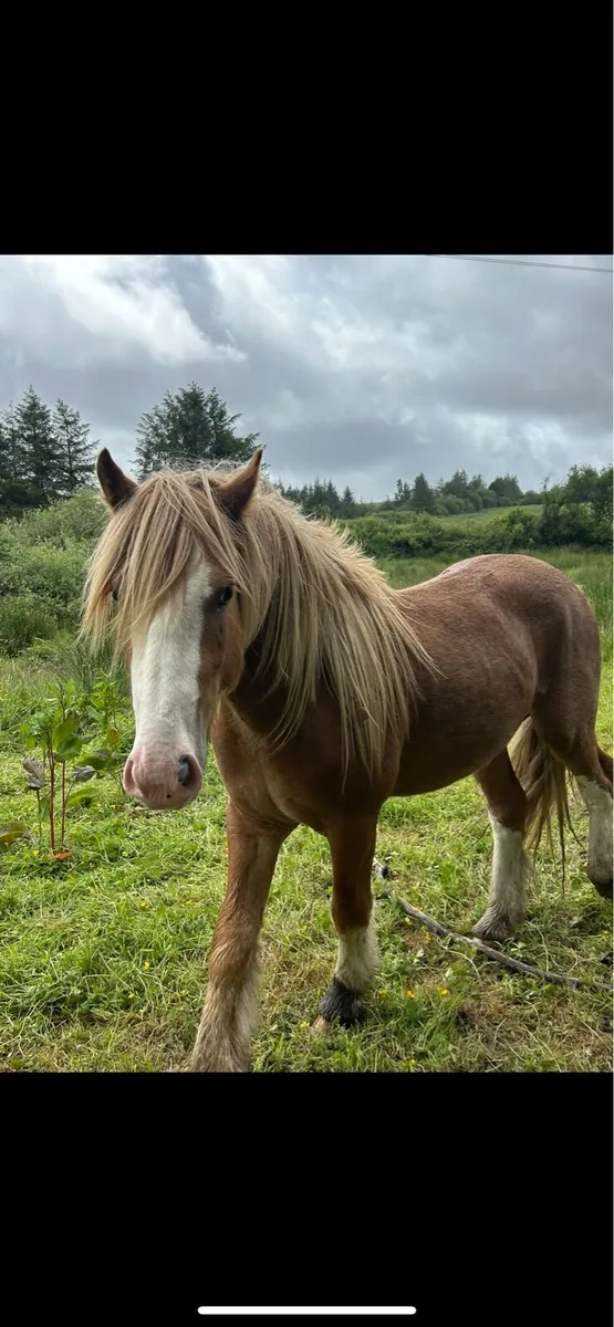 2 year old colt - Image 2