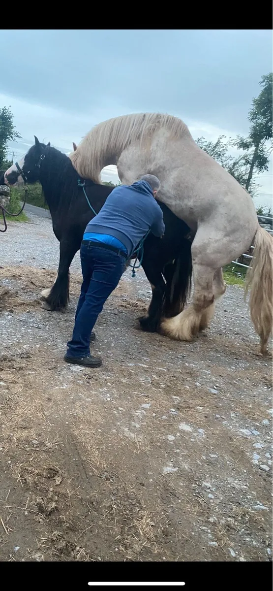 2 year old colt - Image 3