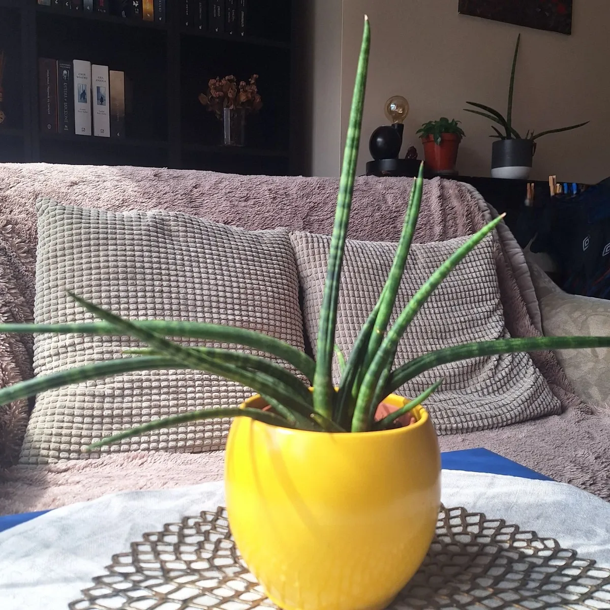 Sansevieria Cylindrica with Yellow Pot - Image 1