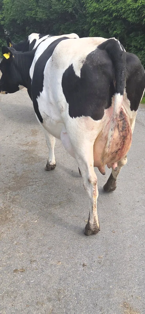 Smashing first calved Heifer - Image 1