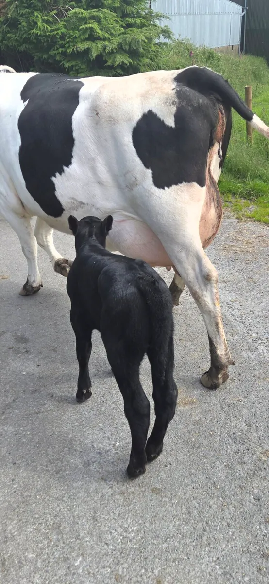 Smashing first calved Heifer - Image 2