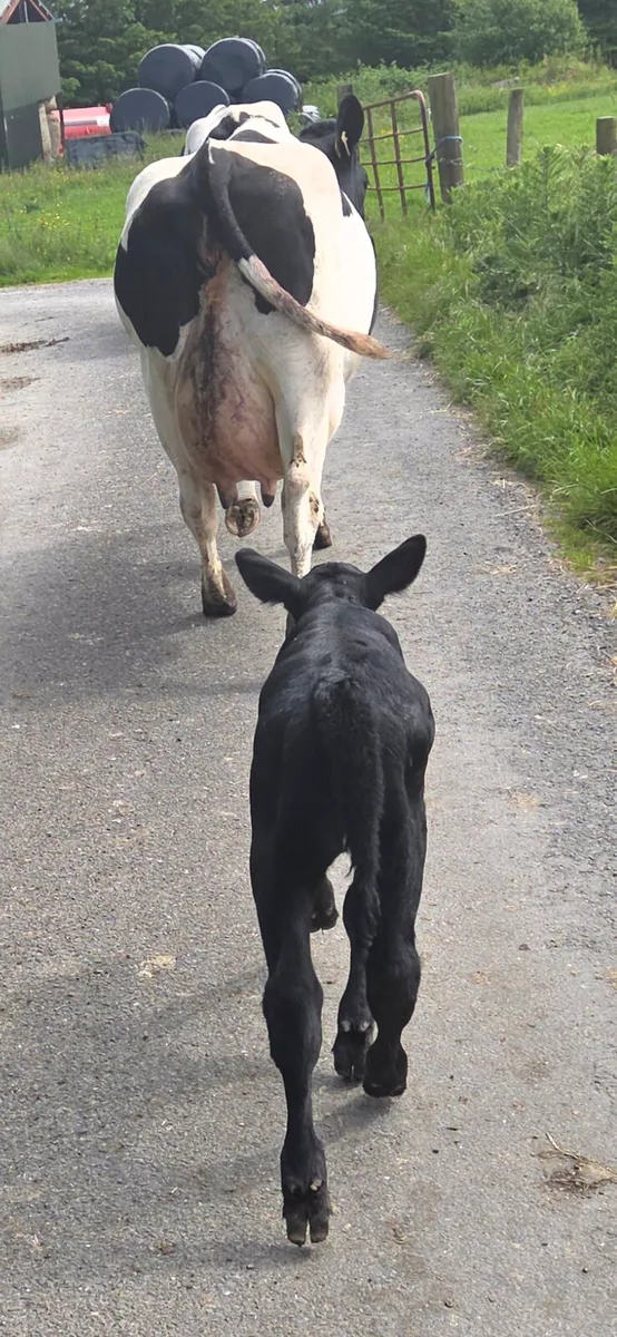 Smashing first calved Heifer - Image 3