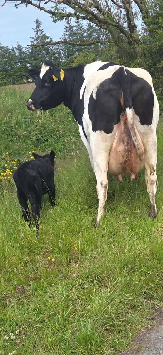 Smashing first calved Heifer - Image 4