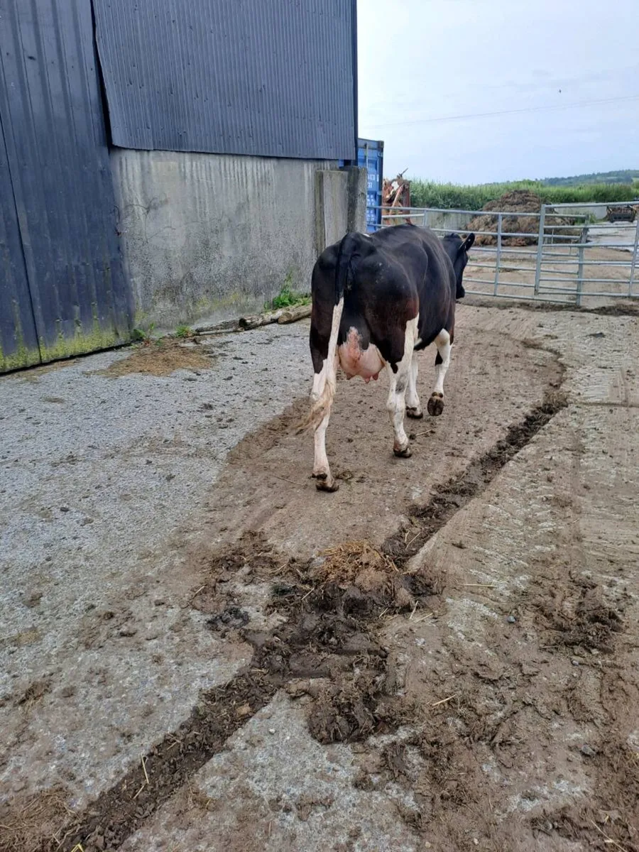 Calved heifers - Image 1