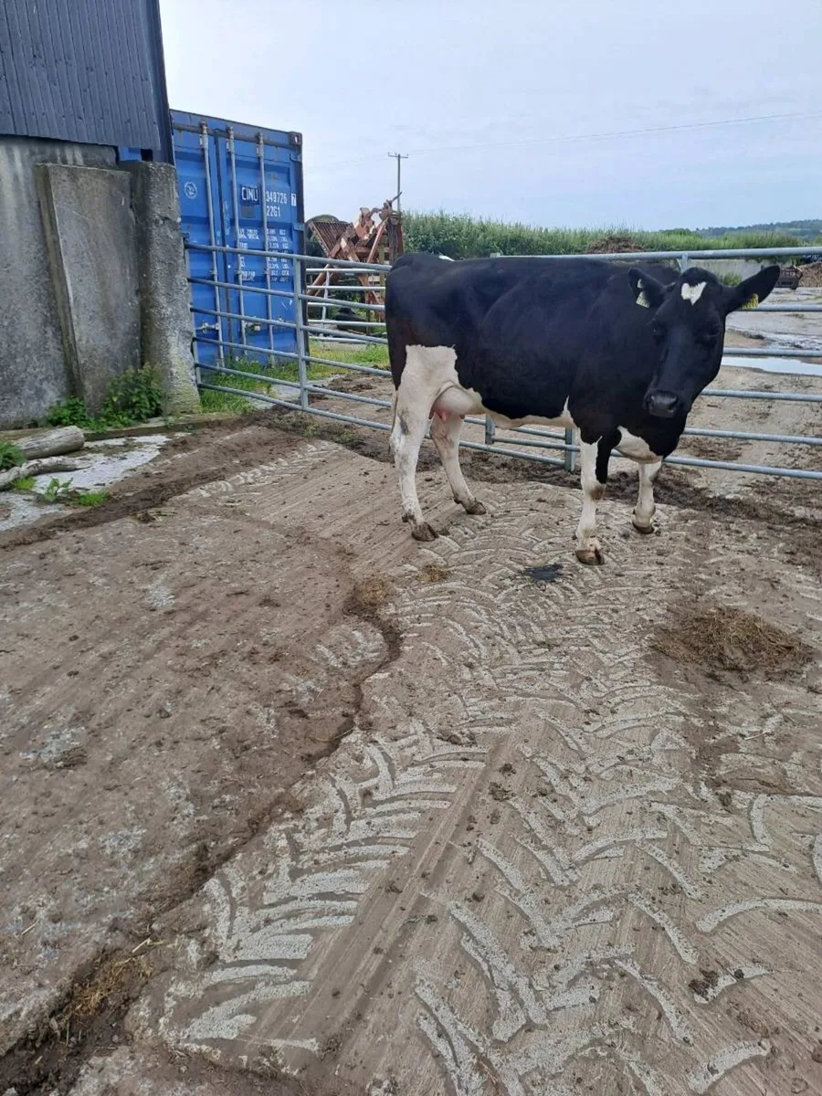 Calved heifers - Image 2