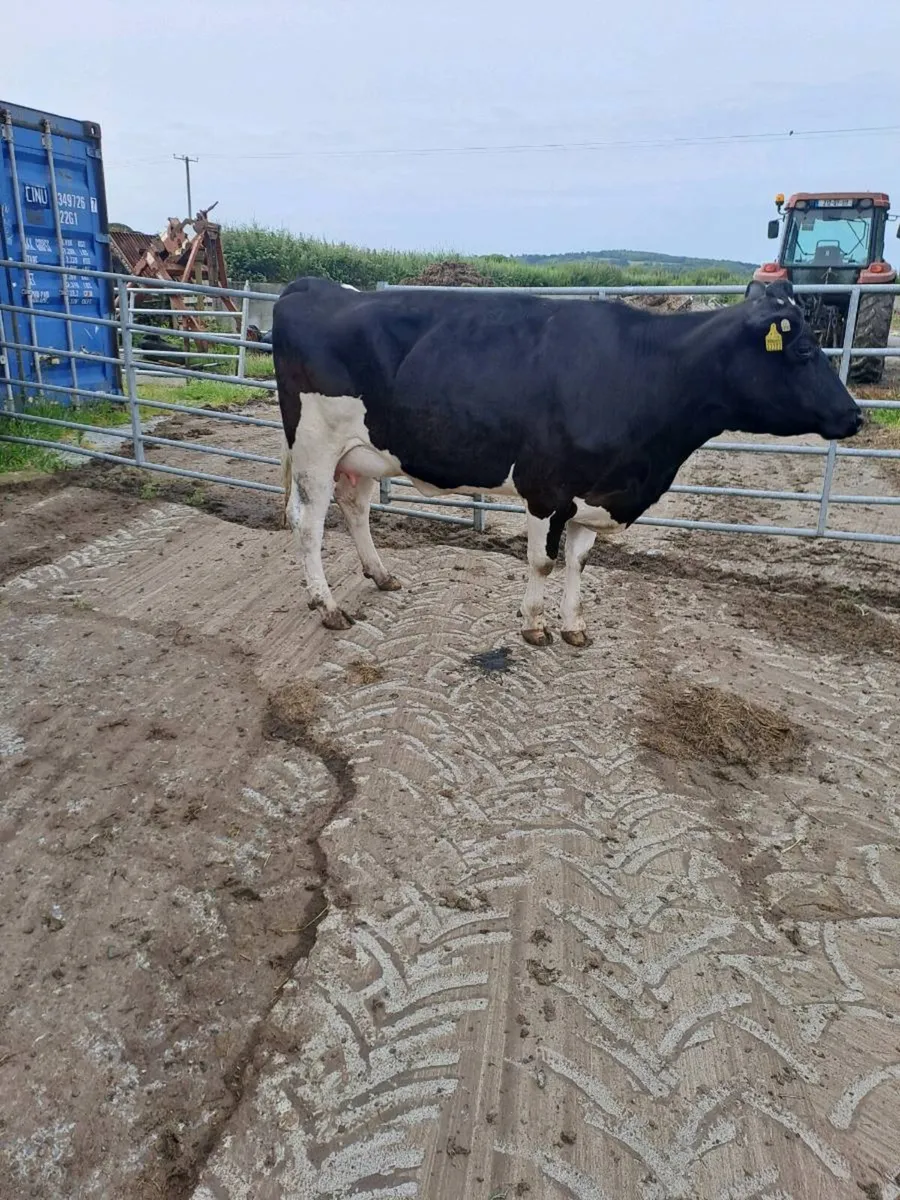 Calved heifers - Image 3
