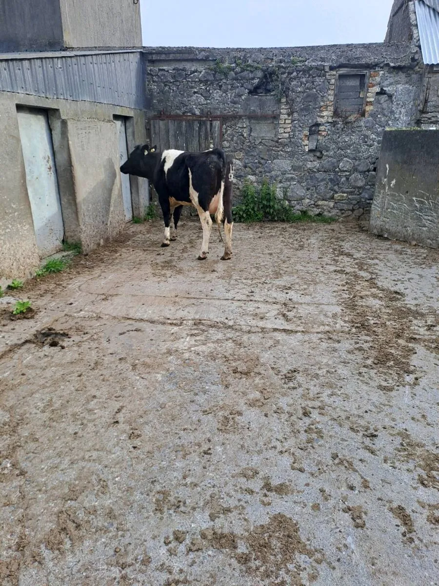 Calved heifers - Image 4