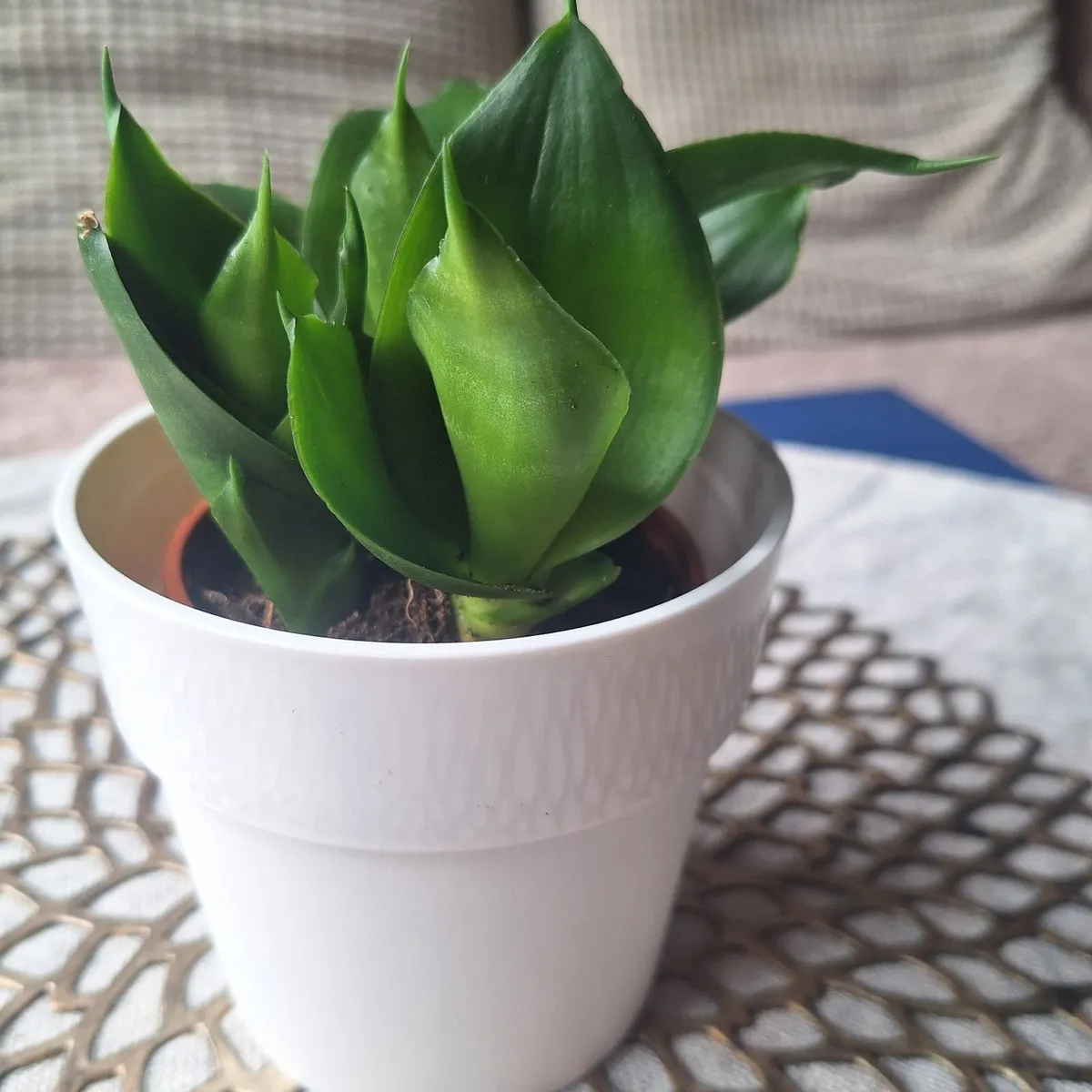 Small Sansevieria Hahnii in White Pot - Image 3