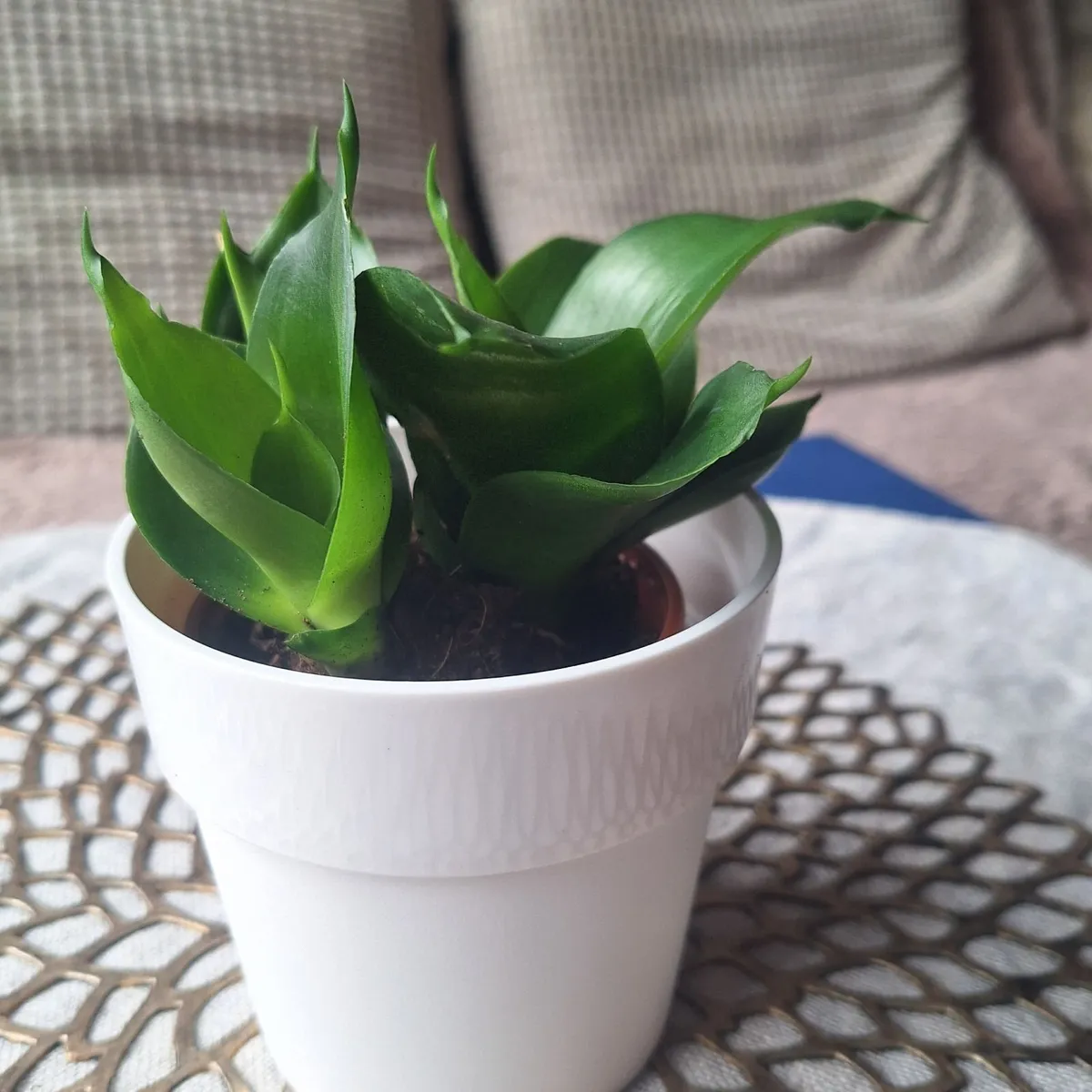 Small Sansevieria Hahnii in White Pot - Image 2