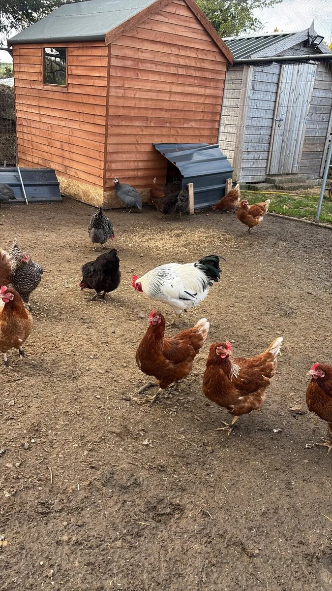 Poultry clearance 💥 hens, ducks, chicks, guineas - Image 3