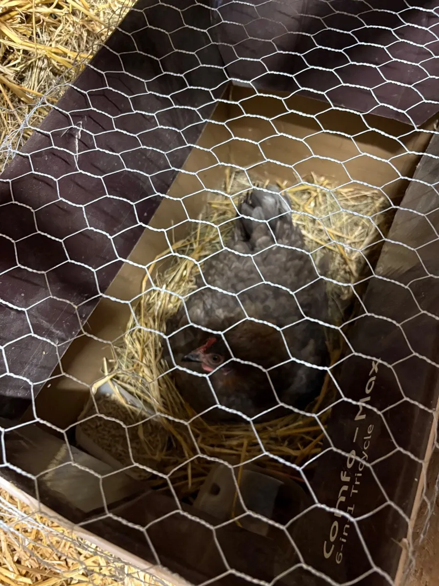 Poultry clearance 💥 hens, ducks, chicks, guineas - Image 4