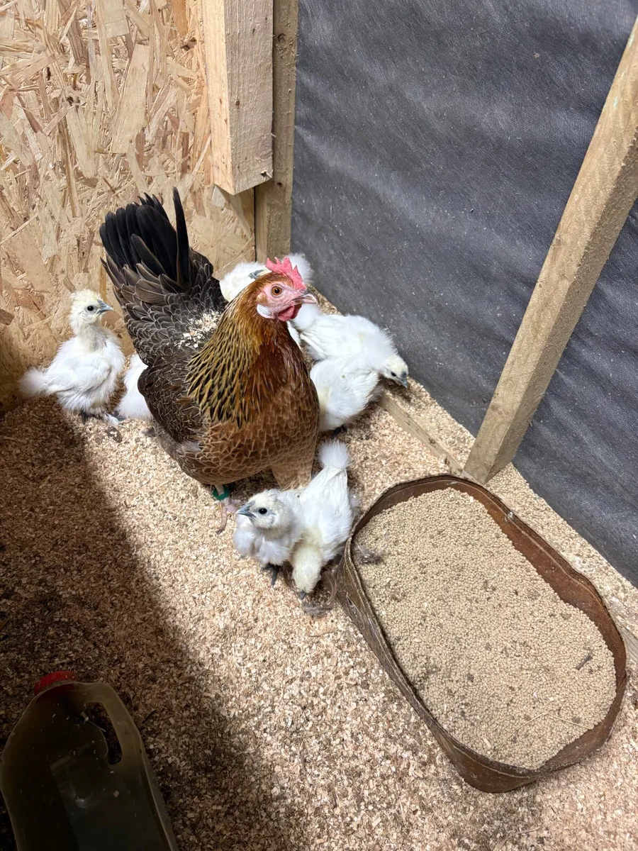Poultry clearance💥hens, ducks, chicks, shed/fence - Image 1