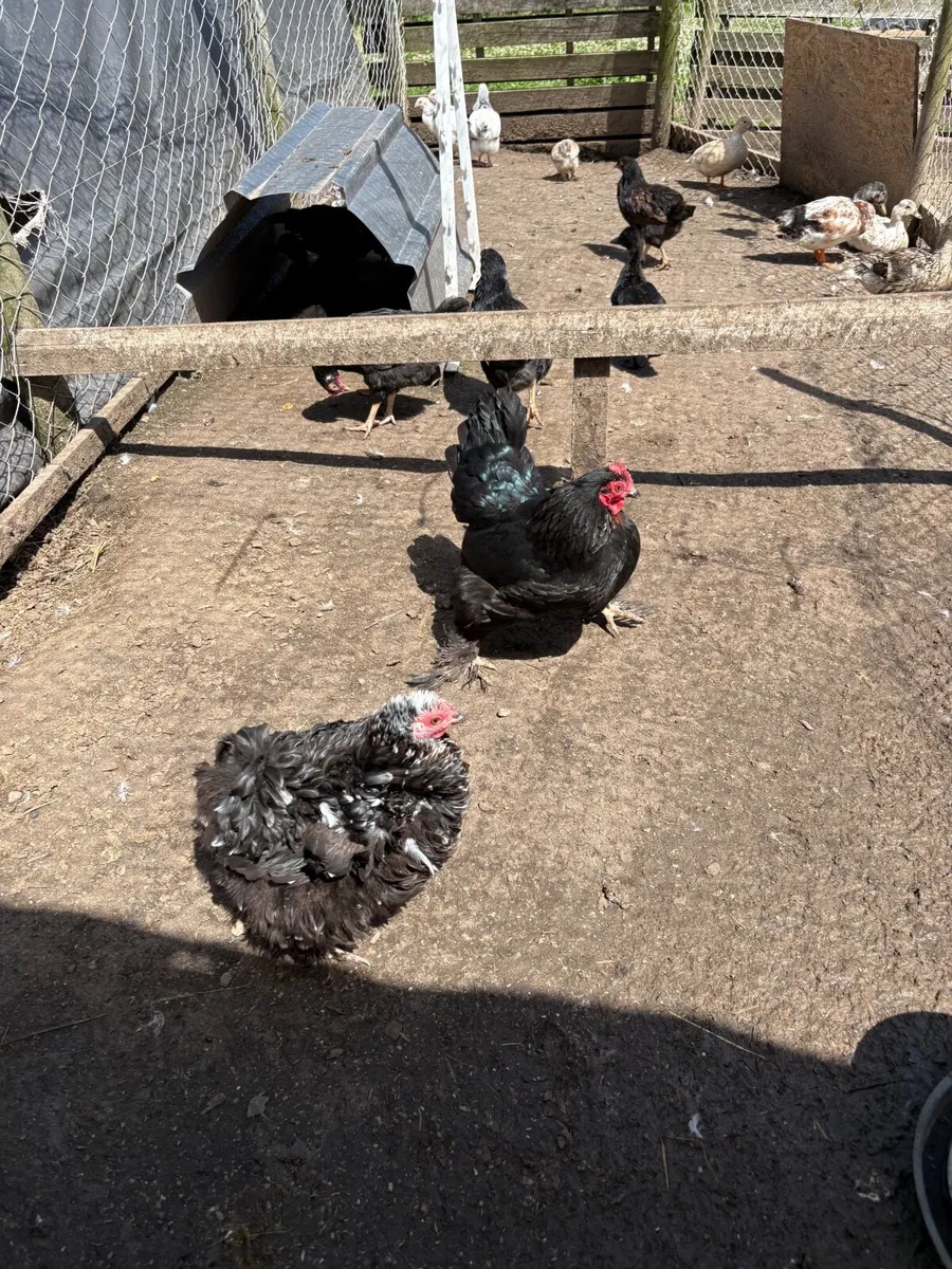 Poultry clearance💥hens, ducks, chicks, shed/fence - Image 4