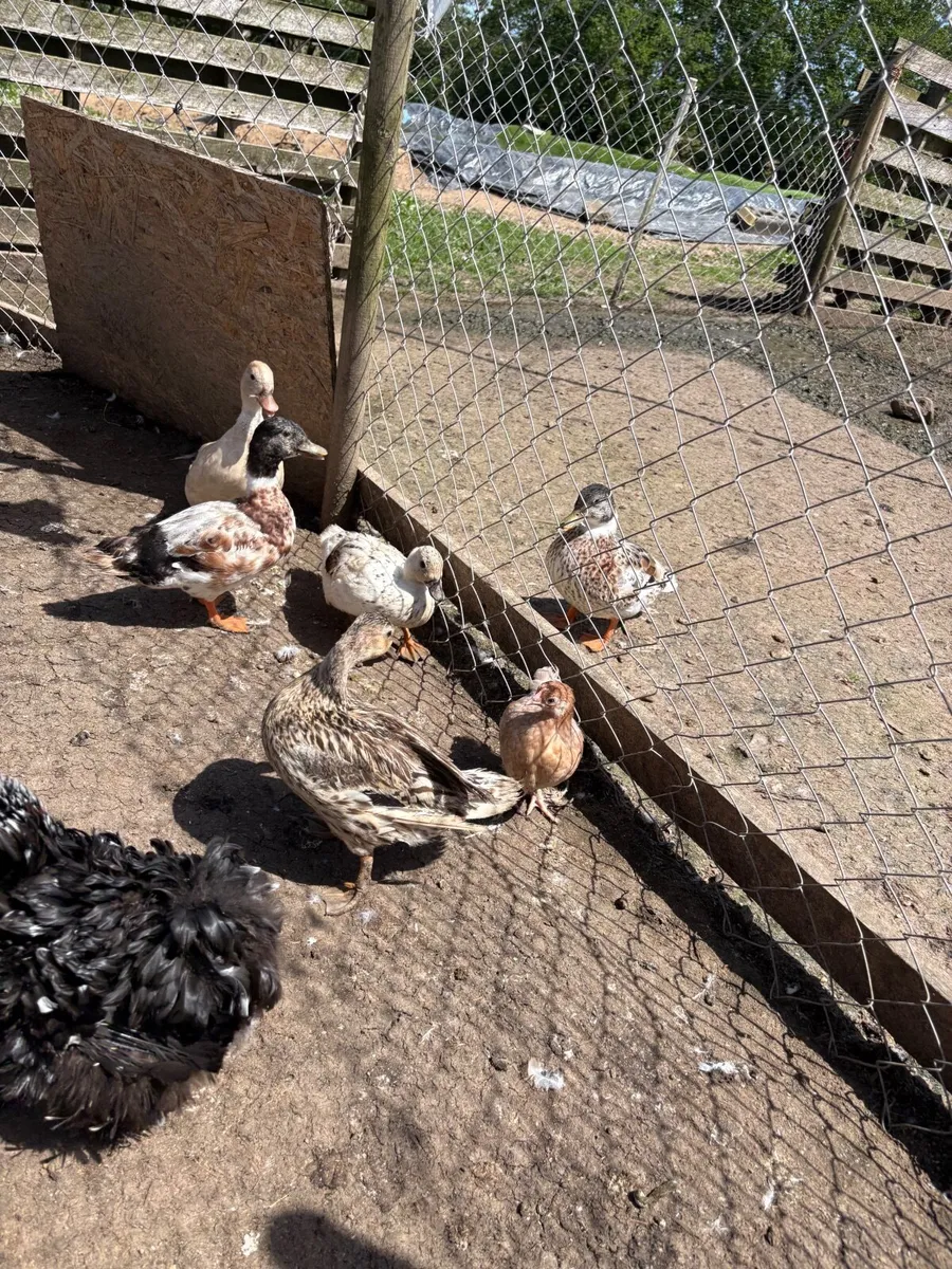 Poultry clearance💥 hens, ducks, shed - Image 4