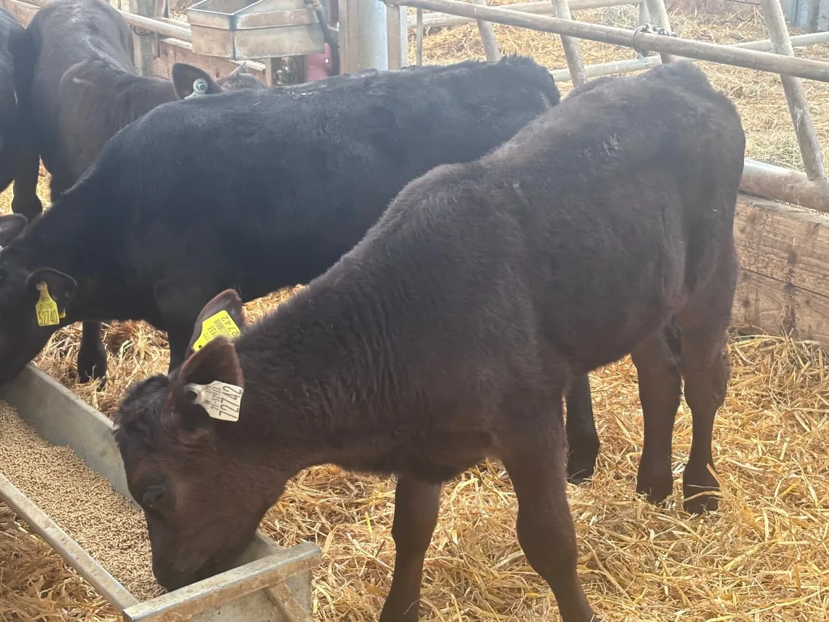 7 strong Hereford & Angus calves for sale - Image 2