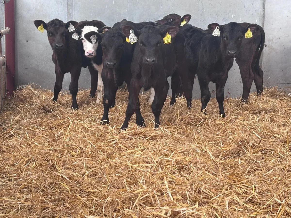 7 strong Hereford & Angus calves for sale - Image 3