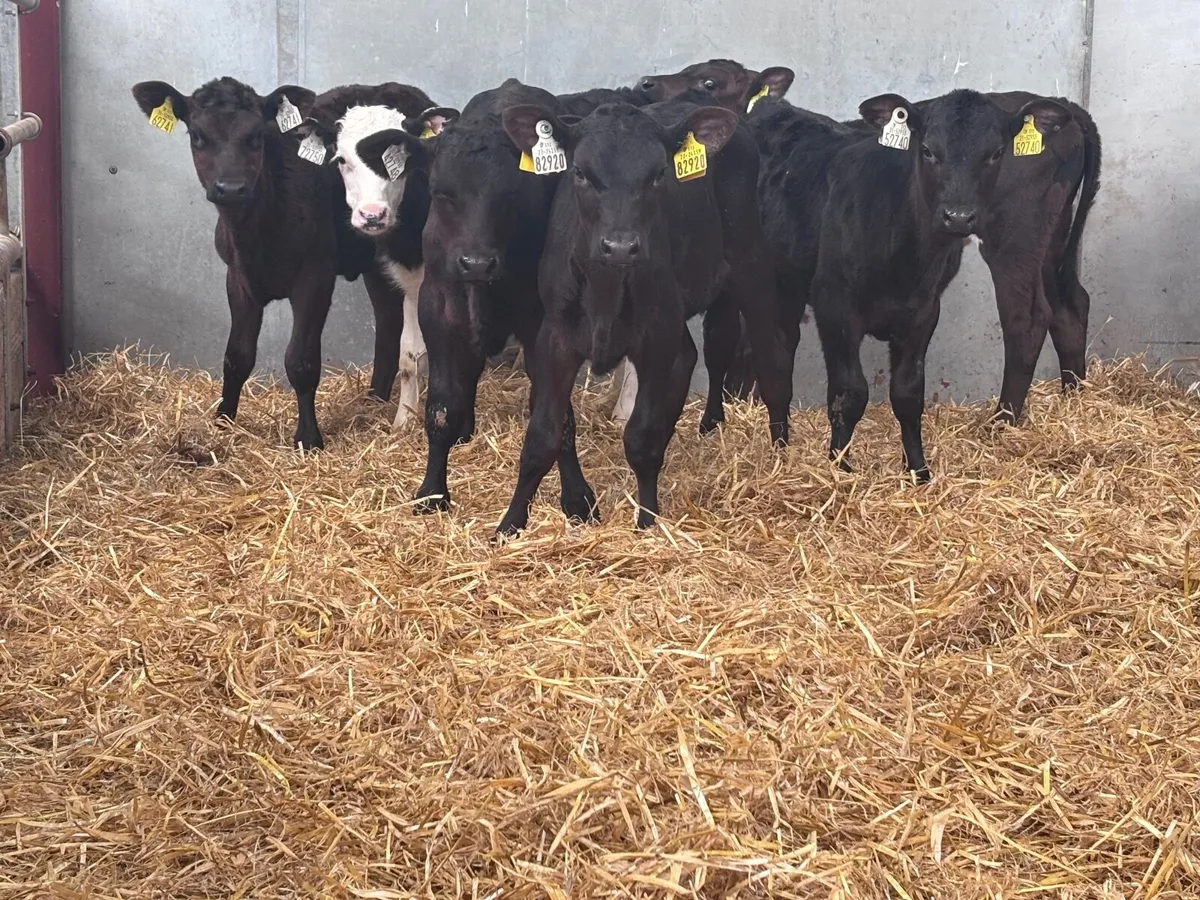 7 strong Hereford & Angus calves for sale - Image 4
