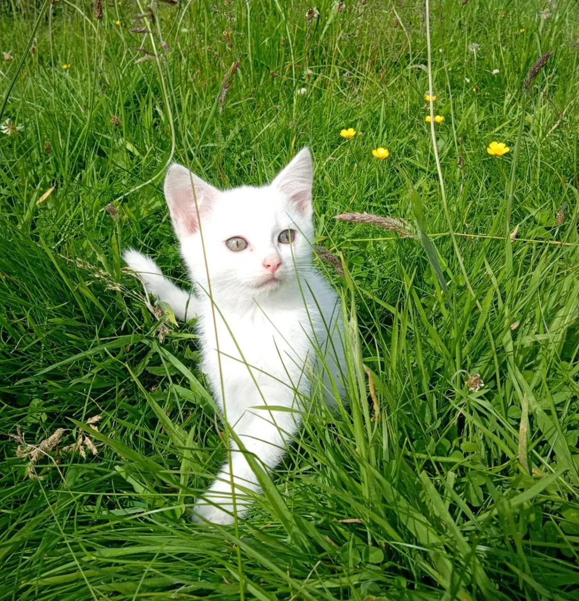 Kittens - Image 1