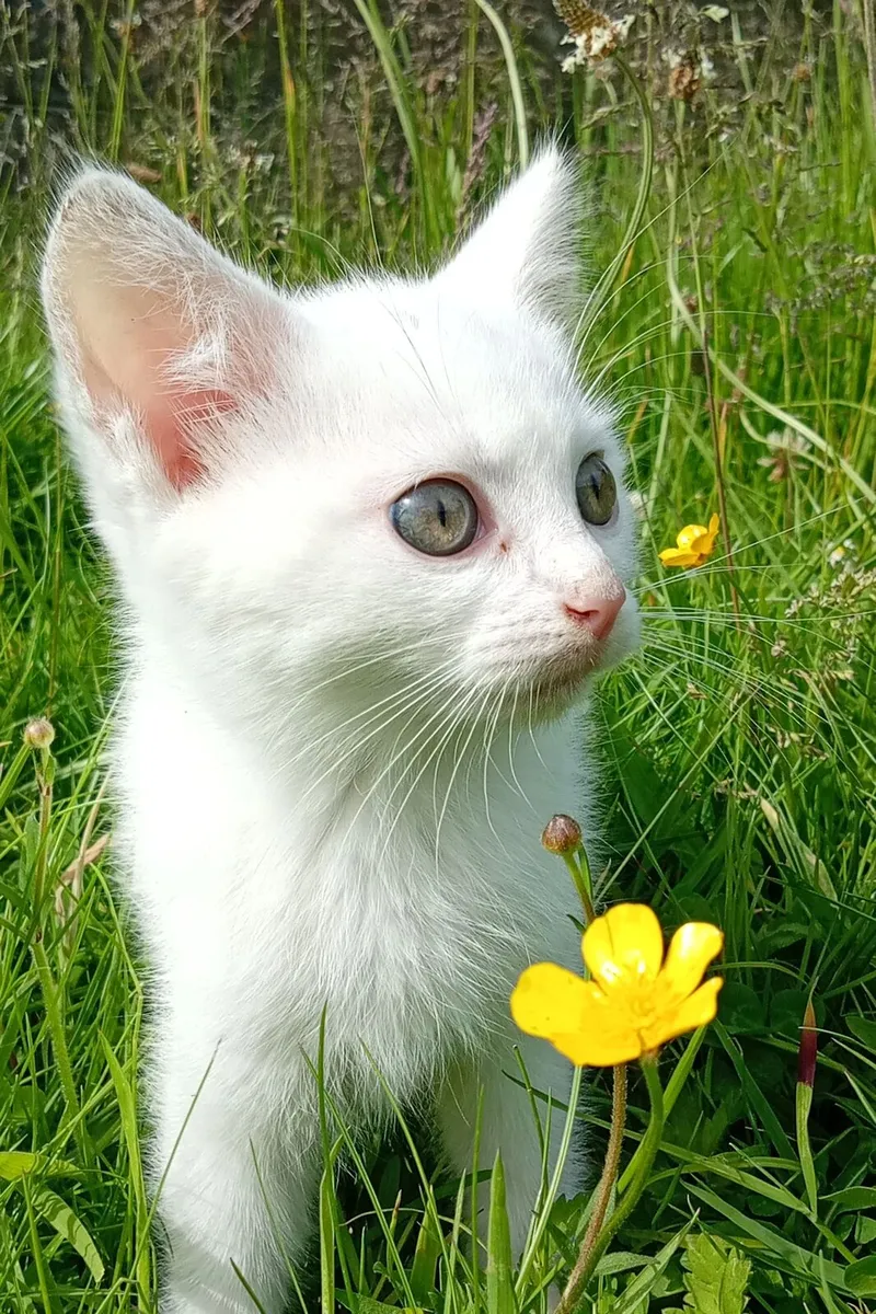 Kittens - Image 2