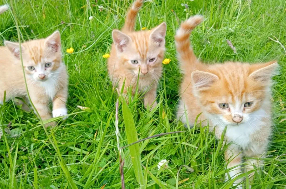 Kittens - Image 3