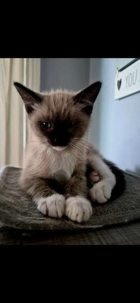 Ragdoll kitten - Image 4