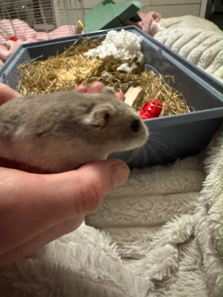 Pet hamster - Image 1
