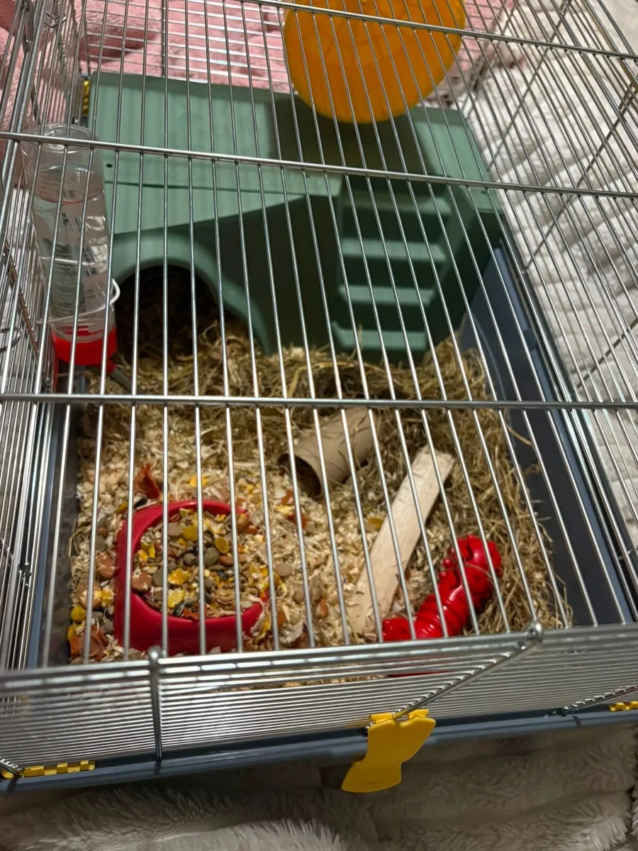 Pet hamster - Image 2