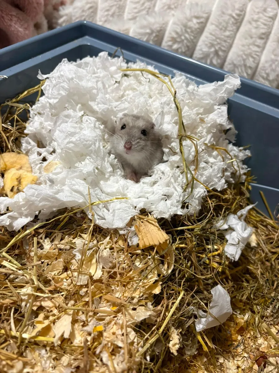 Pet hamster - Image 3