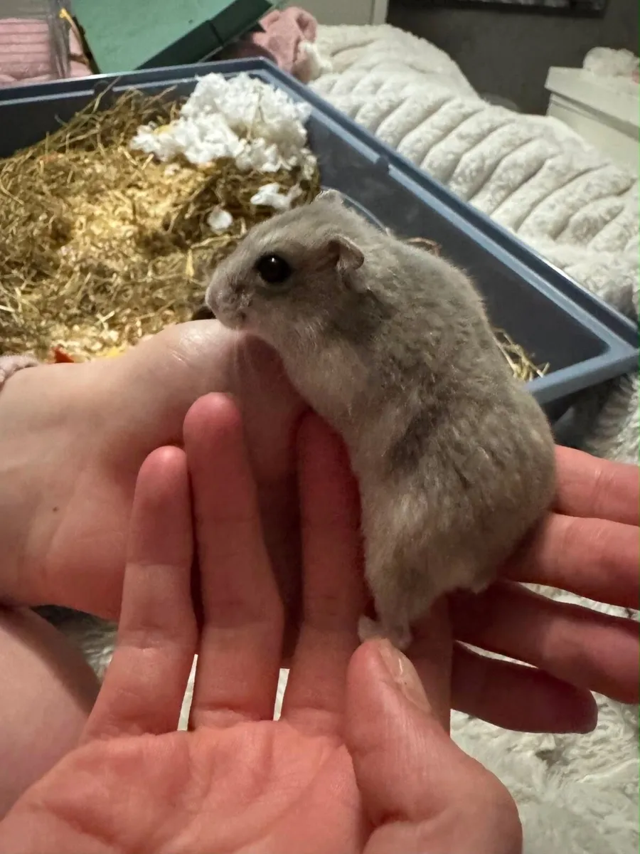 Pet hamster - Image 4