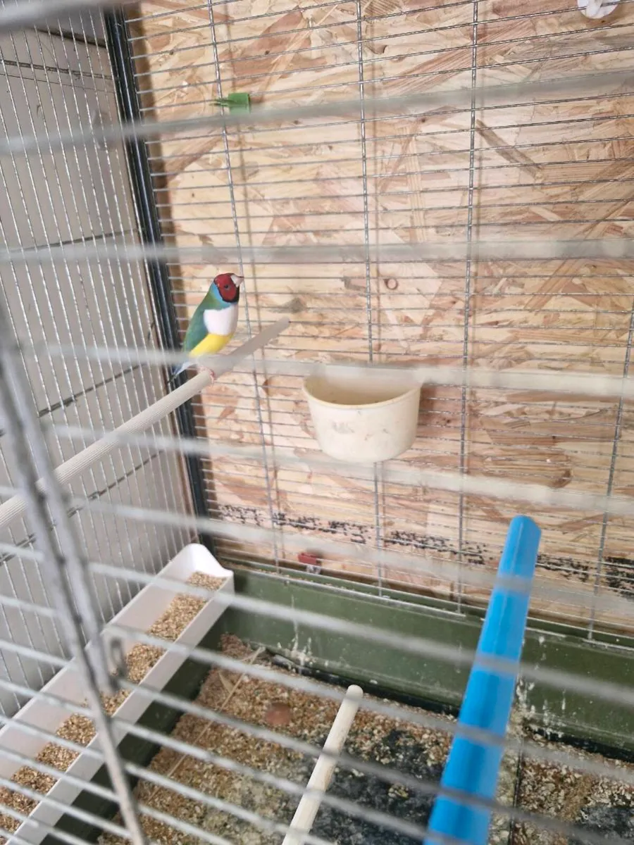 Gouldian finch - Image 2