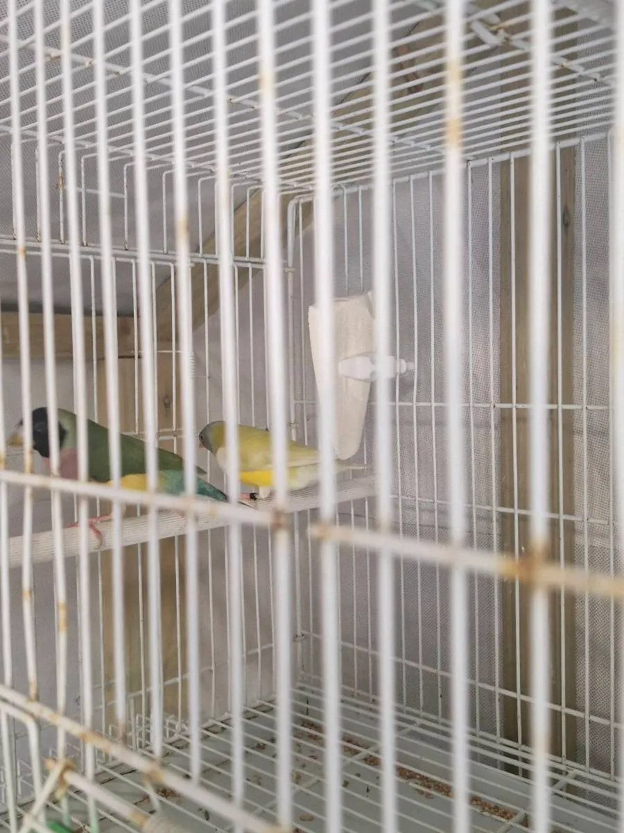 Gouldian finch - Image 4