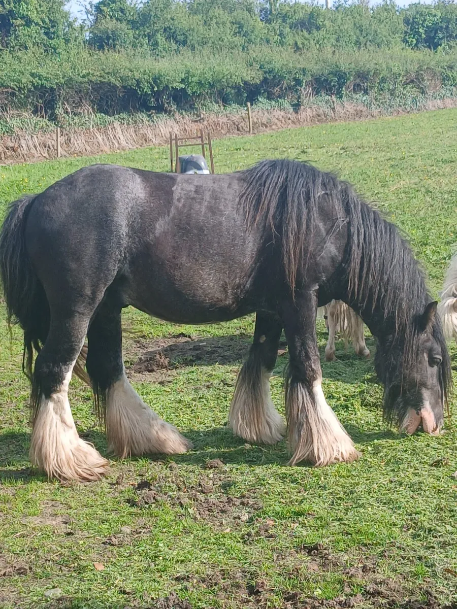 3yo gelding   13.2hh   passported - Image 1