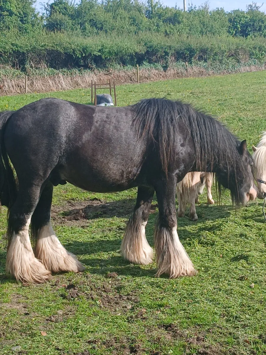 3yo gelding   13.2hh   passported - Image 2
