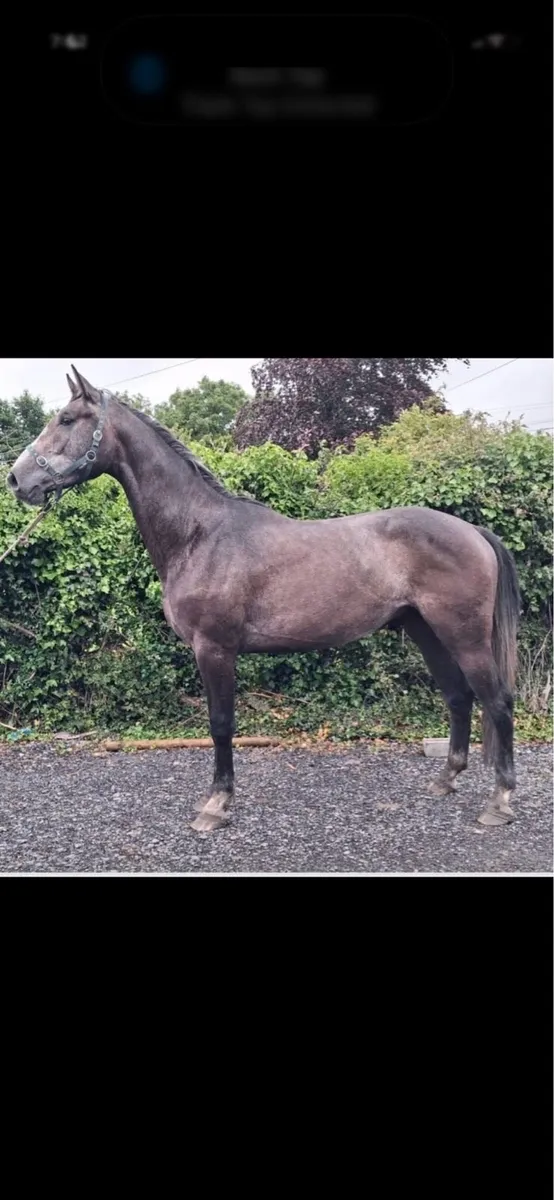 3 YEAR OLD GELDING BY IMNOTAFRAID FORTUNA - Image 1