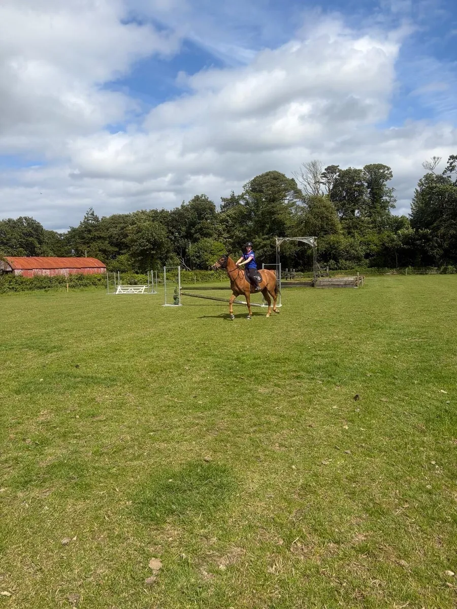 cracking 15.2 gelding - Image 1