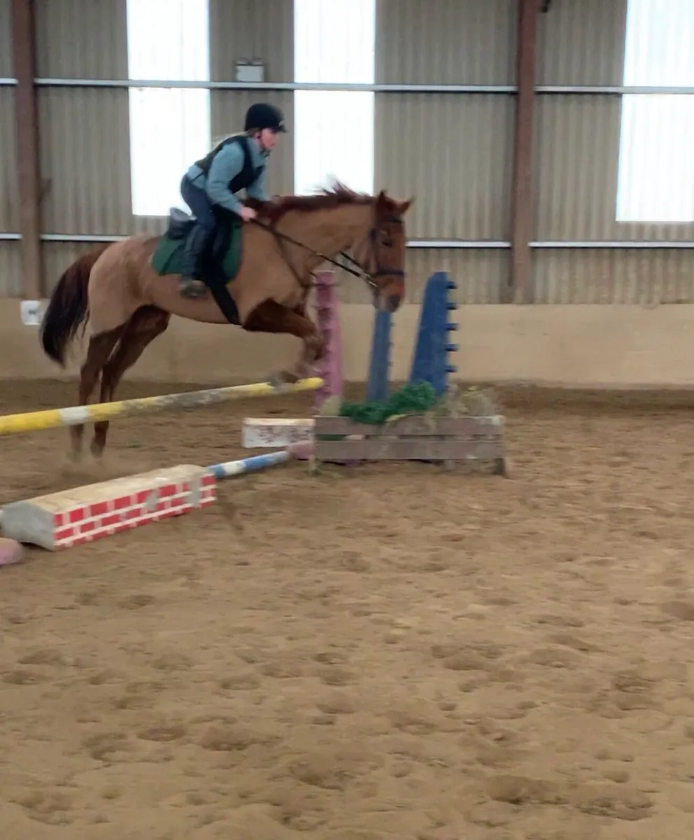 cracking 15.2 gelding - Image 2