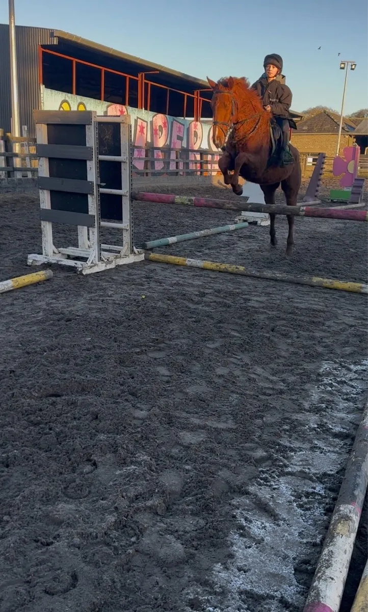 cracking 15.2 gelding - Image 3
