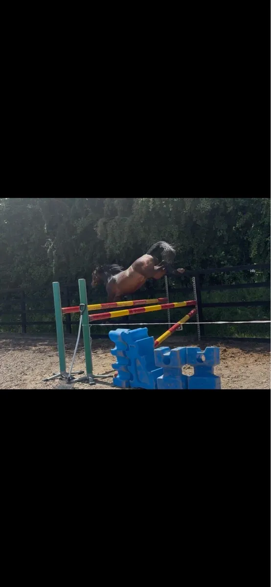 Licensed German pony stallion - Image 2