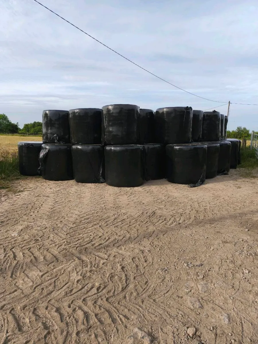 Round bales of silage - Image 1