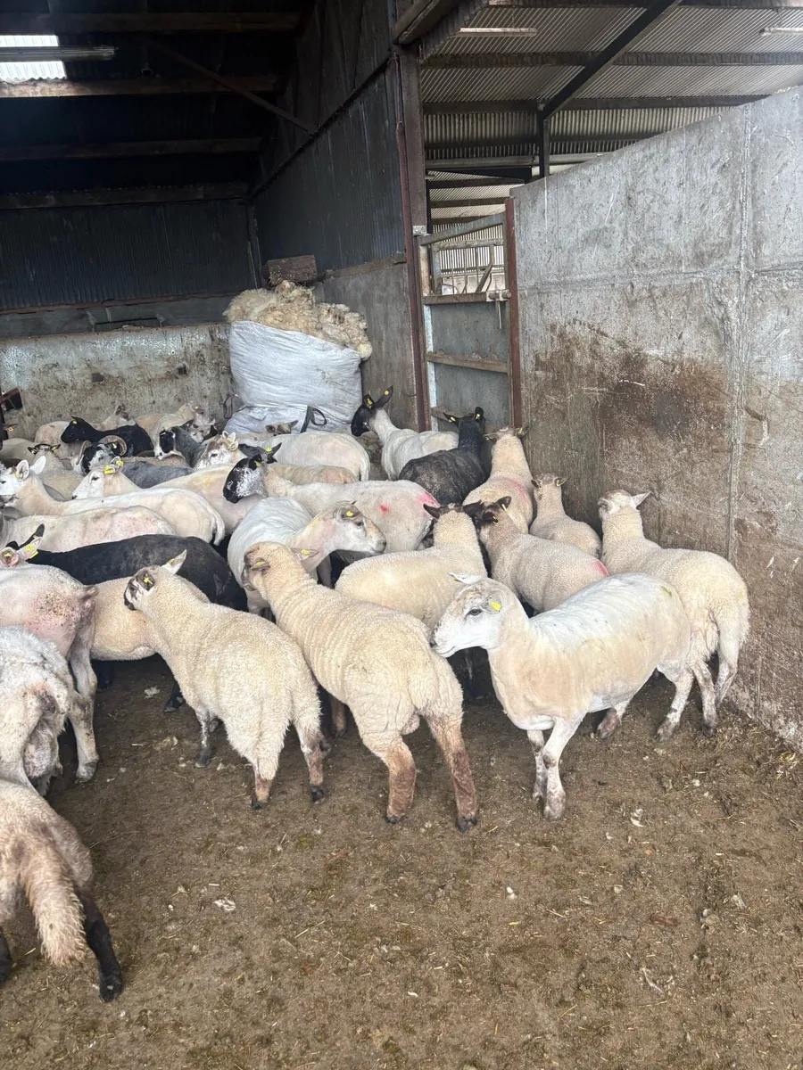 💥30 ewes 40 lambs 💥 - Image 1