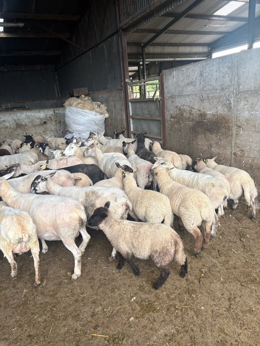 💥30 ewes 40 lambs 💥 - Image 2