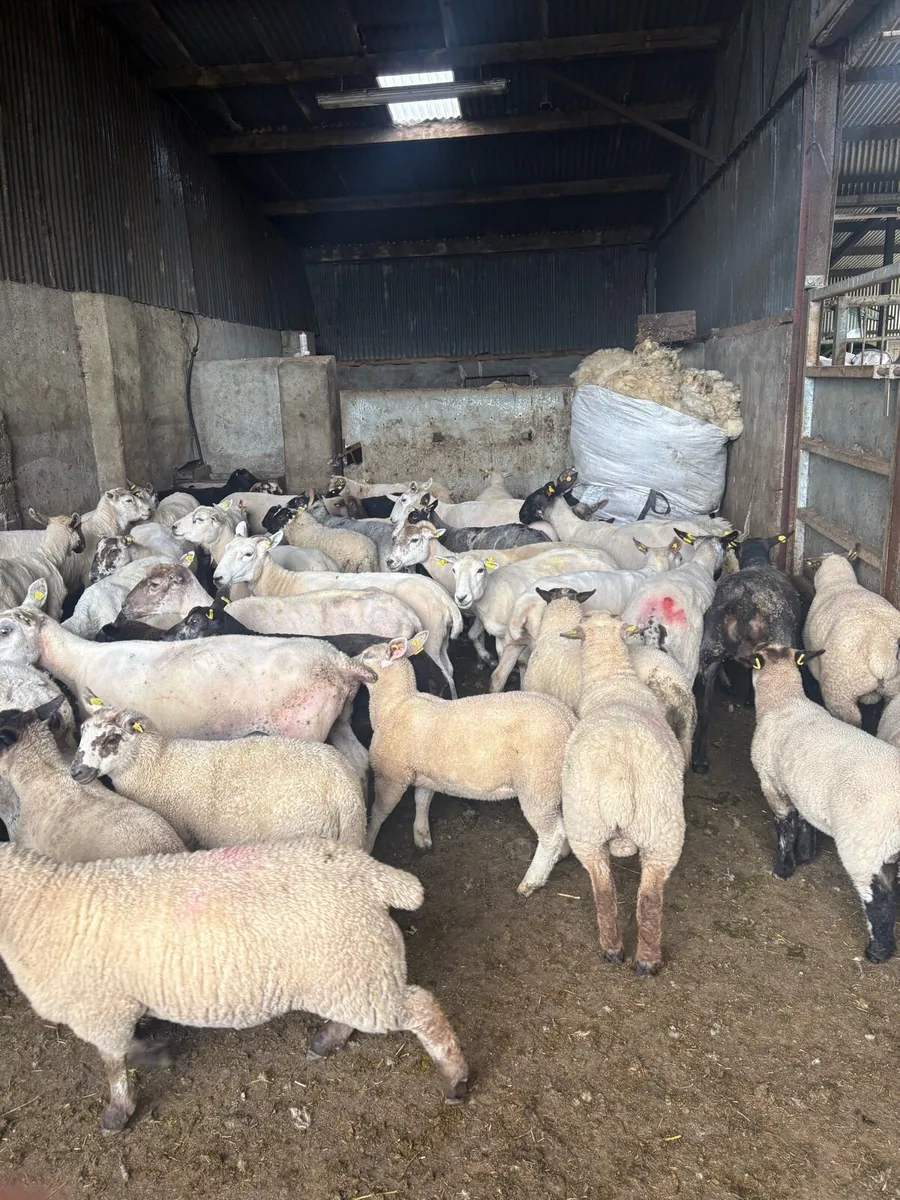 💥30 ewes 40 lambs 💥 - Image 3