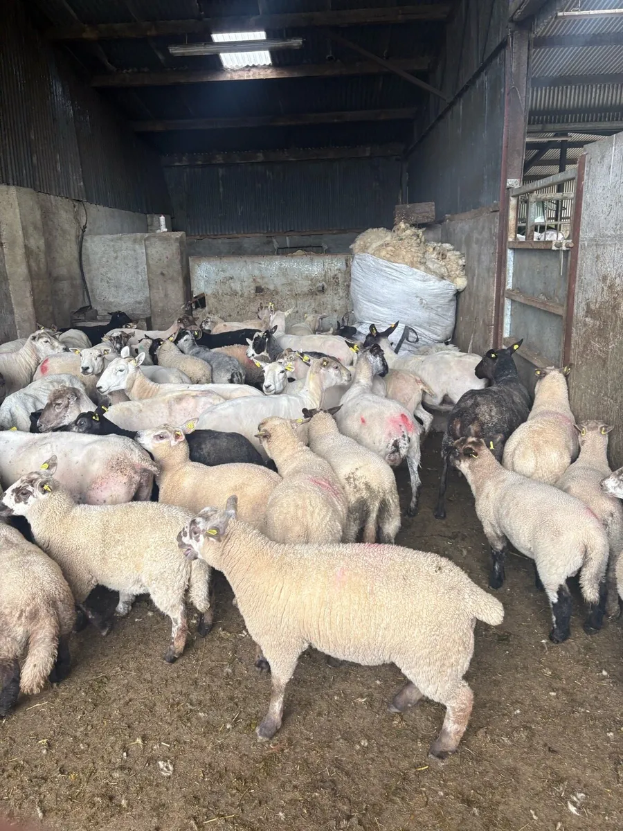 💥30 ewes 40 lambs 💥 - Image 4