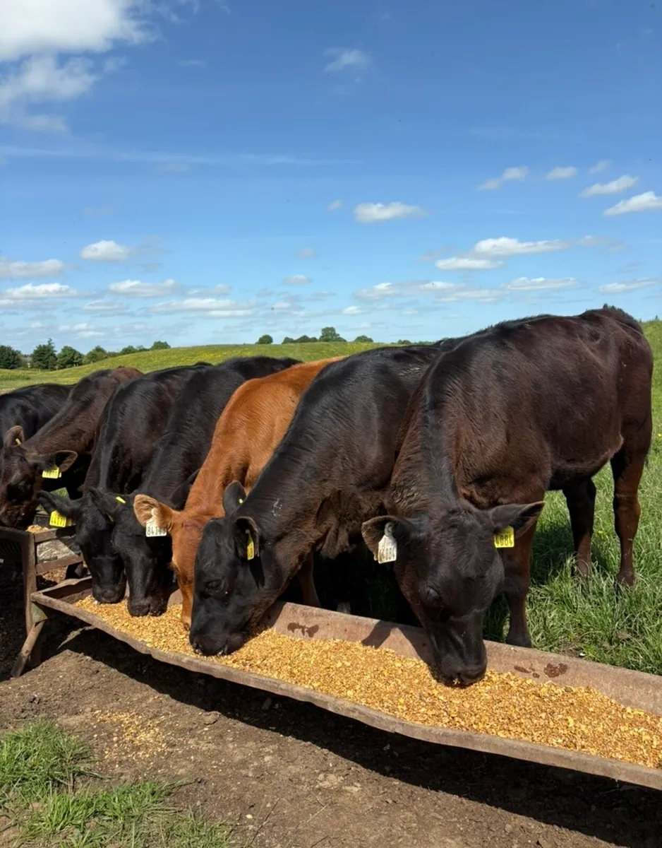 10 super 180kg continental bred heifer Weanlings - Image 1