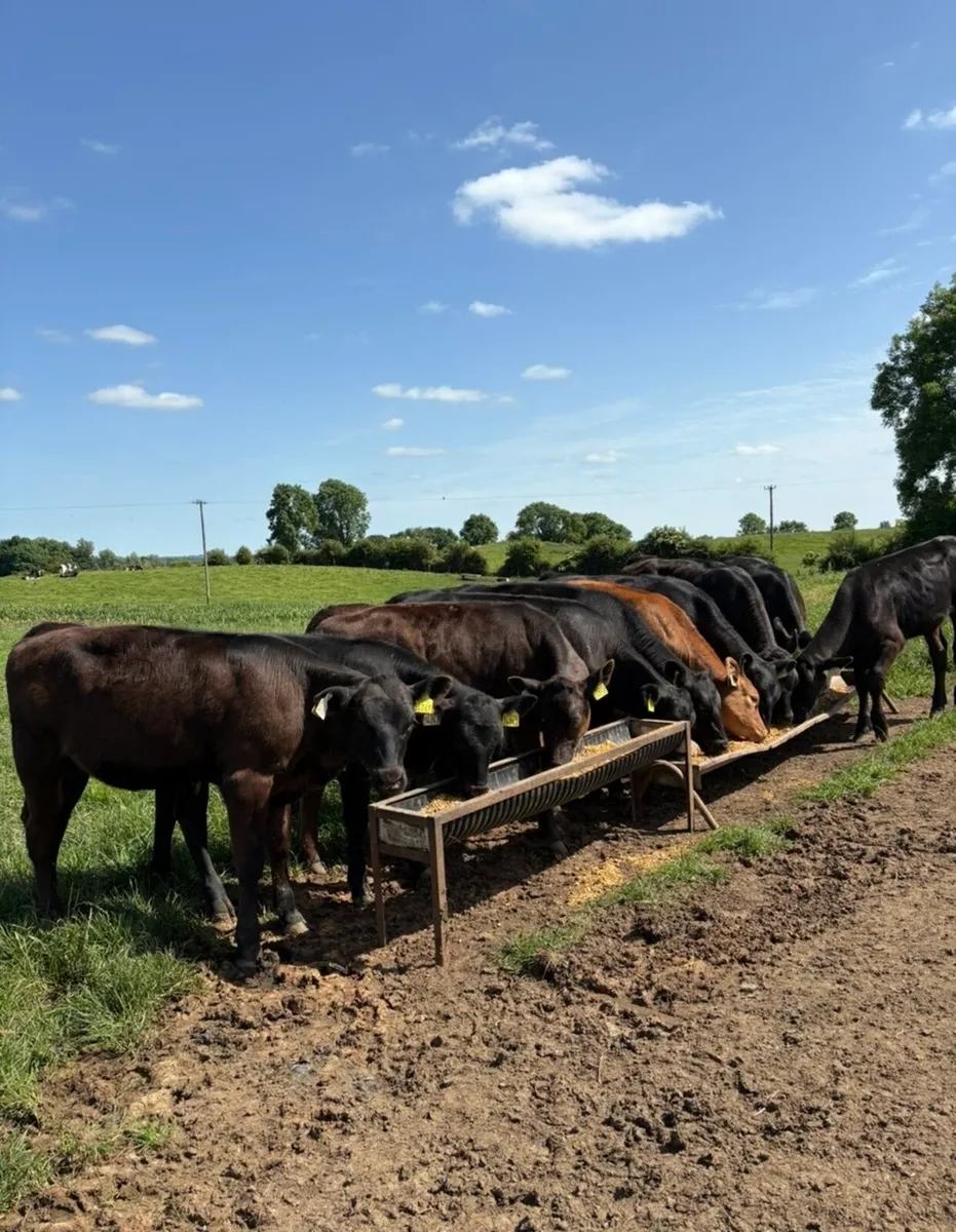 10 super 180kg continental bred heifer Weanlings - Image 2