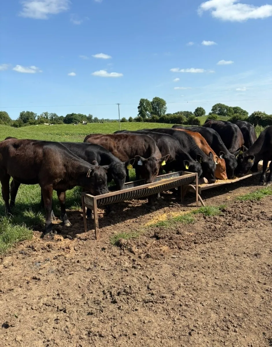 10 super 180kg continental bred heifer Weanlings - Image 3