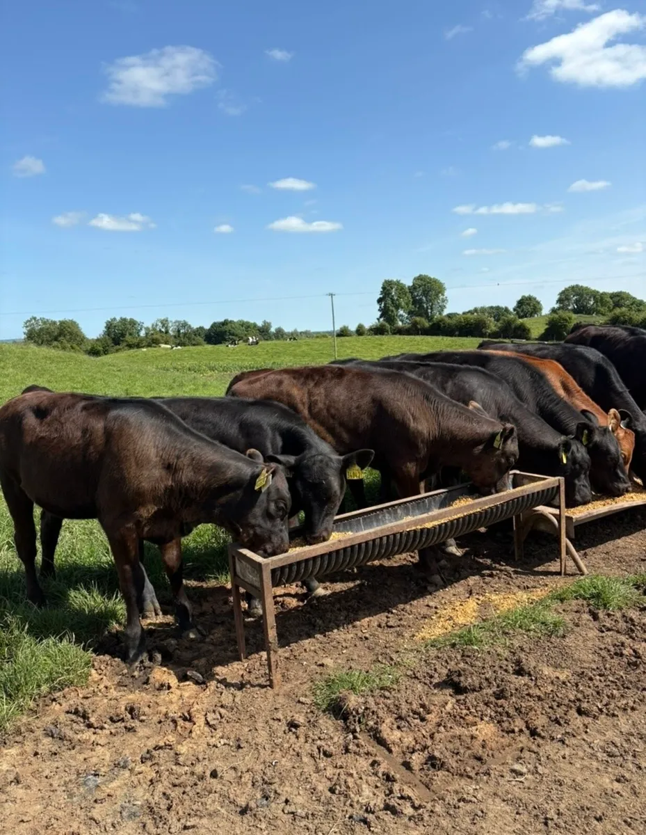 10 super 180kg continental bred heifer Weanlings - Image 4